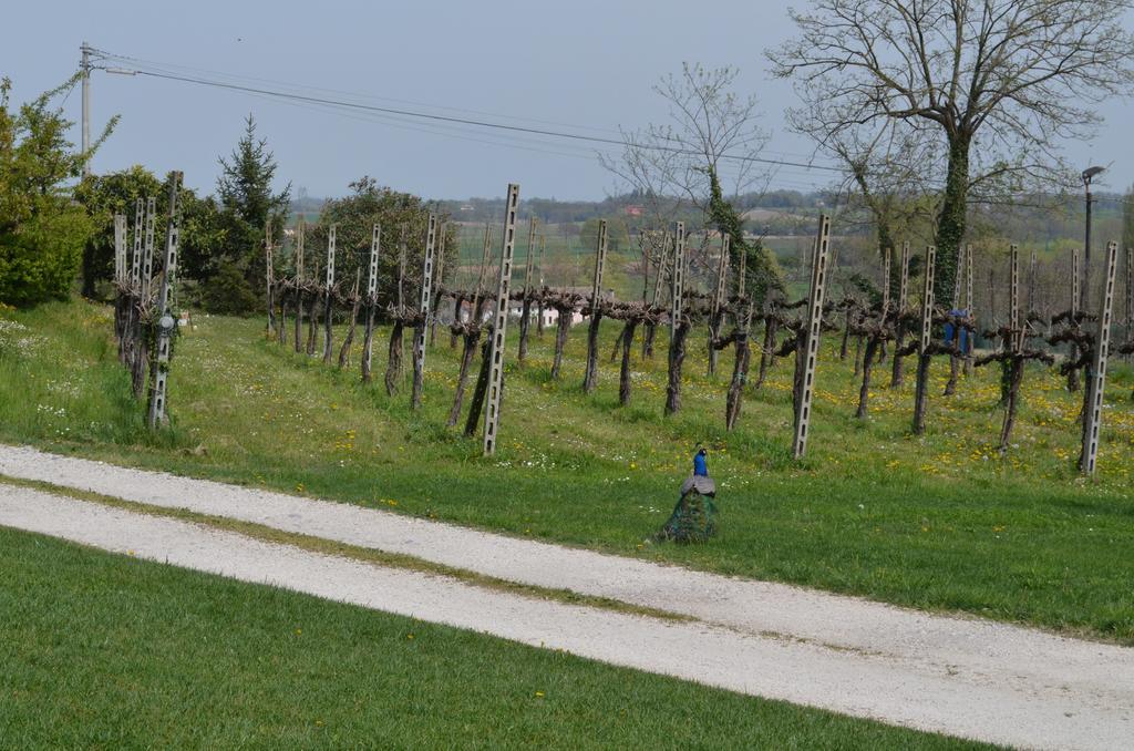 Agriturismo Dondino Cavriana Exterior photo